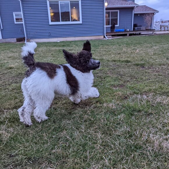 Meet your Posher, Tosh - Picture 2 of 2